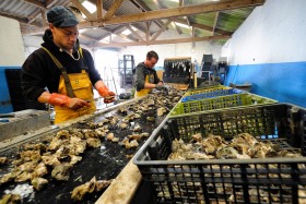 FRUIT DE MER;HUITRE;OSTREICULTURE;OYSTER;OYSTER FARMING;PRODUCER;PRODUCTEUR;SEAFOOD;TRIBORD;SORTING